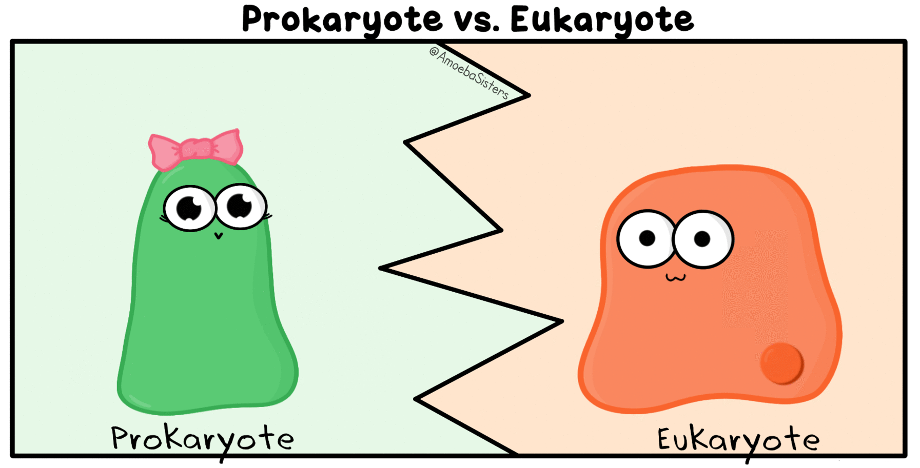 prokaryote vs eukaryote gif by the amoeba sisters gifs by the medium