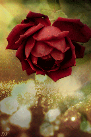 animation red rose on background glare sifco red rose on glare medium