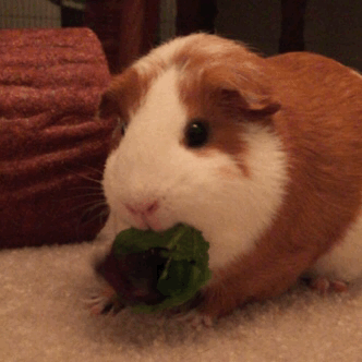 guinea pig eating lettuce tumblr medium
