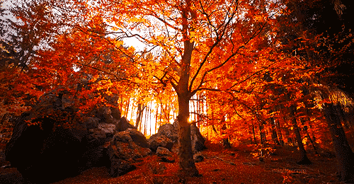 autumn beautiful colors fall forest animated gif 3573843 by medium