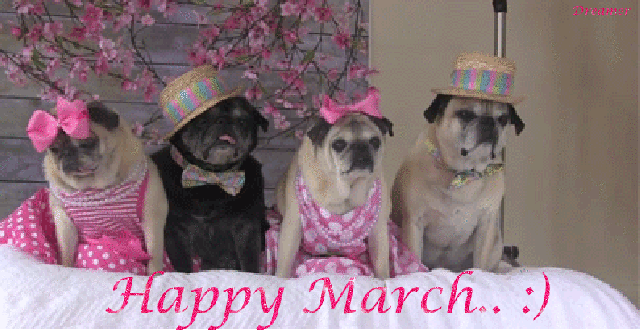 happy march pug carlin dogs chien image animated gif medium