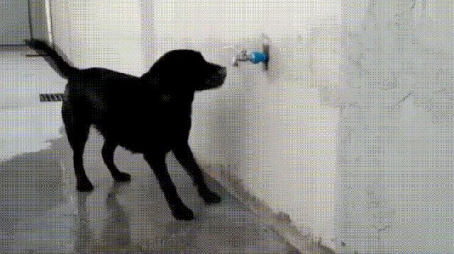 thirsty dog gifs find share on giphy medium