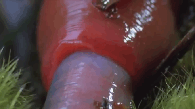 video giant leech swallows giant worm business insider medium