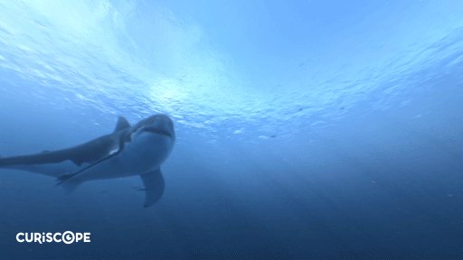 the best shark dive in the world virtual gws medium