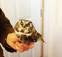baby owl gifs get the best gif on gifer medium