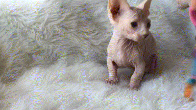 sweet and unique sphynx cats like to play 14 pictures 3 videos medium
