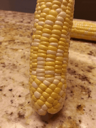 corn gif find share on giphy medium