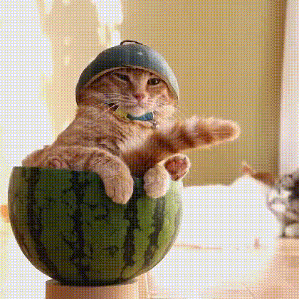 cat watermelon gif find share on giphy medium
