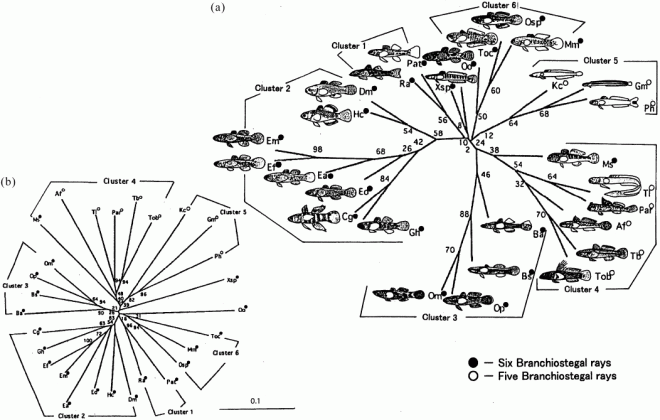 evolutionary aspects of gobioid fishes based upon a phylogenetic medium
