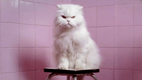 angry cats gifs find share on giphy medium