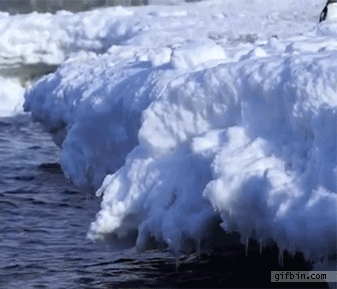 slo mo penguins jumping out of water best funny gifs updated daily medium