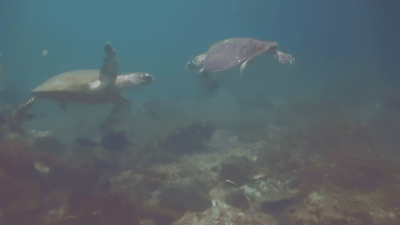 sea turtle animals gif wifflegif medium