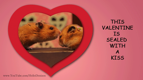 watch these tiny hamsters celebrate valentine s day genius how to medium