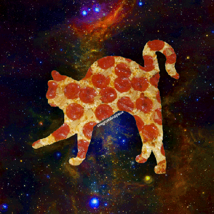 cat eating pizza memes medium