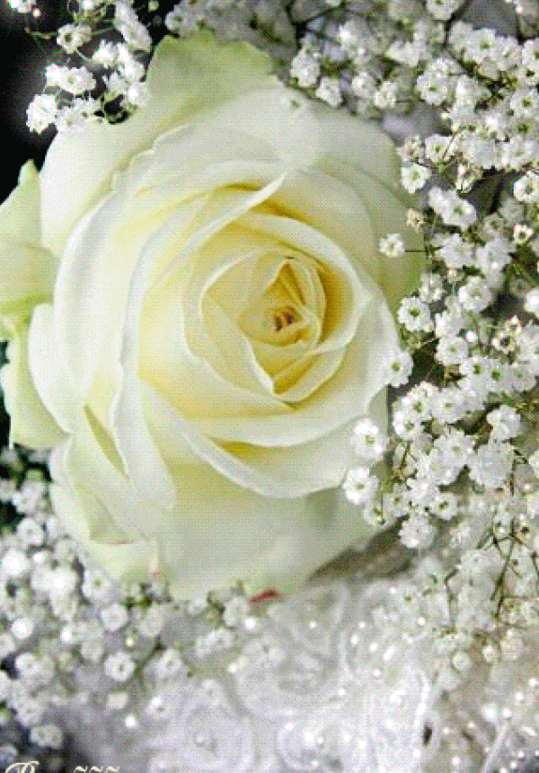 gifs hermosos flores encontradas en la web flowers pinterest medium