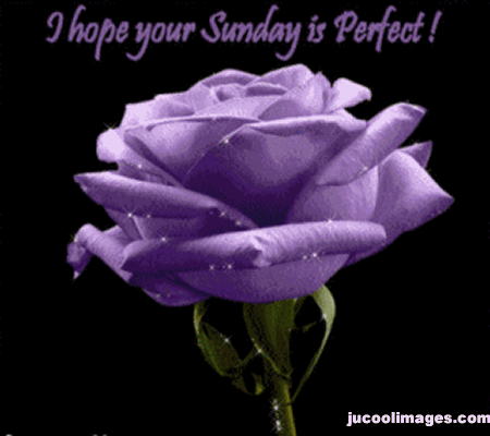 i hope your sunday is perfect purple rose glitter medium