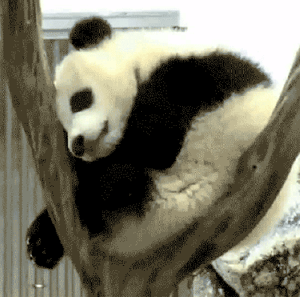 panda had nap medium