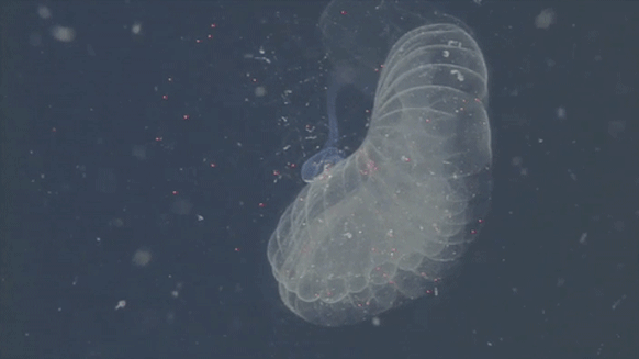 plankton mucus houses could pull microplastics from the sea wired medium
