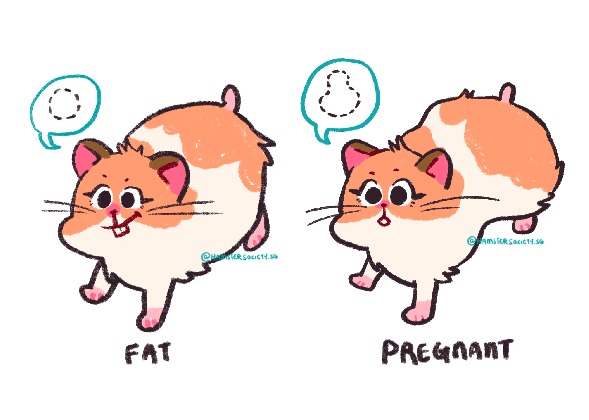pregnant care hamster society singapore tons of cat drinking water gif medium