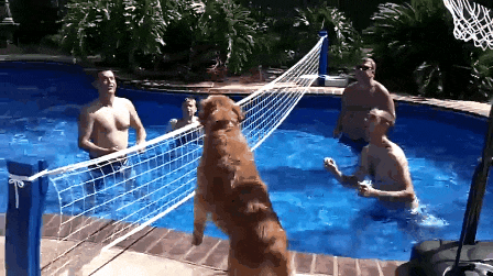 dog playing volleyball gifs medium