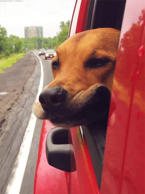 this dog enjoying a car ride pinterest gifs dog and cars medium