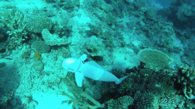 researchers create robotic fish that can swim underwater on its own medium