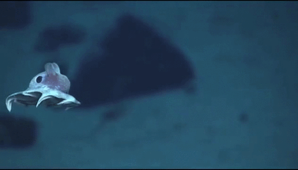 g night chivers a baby octopus swimming 1 gif baby octopus medium