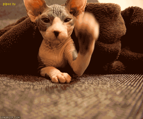 hairless cat gifs get the best gif on giphy medium