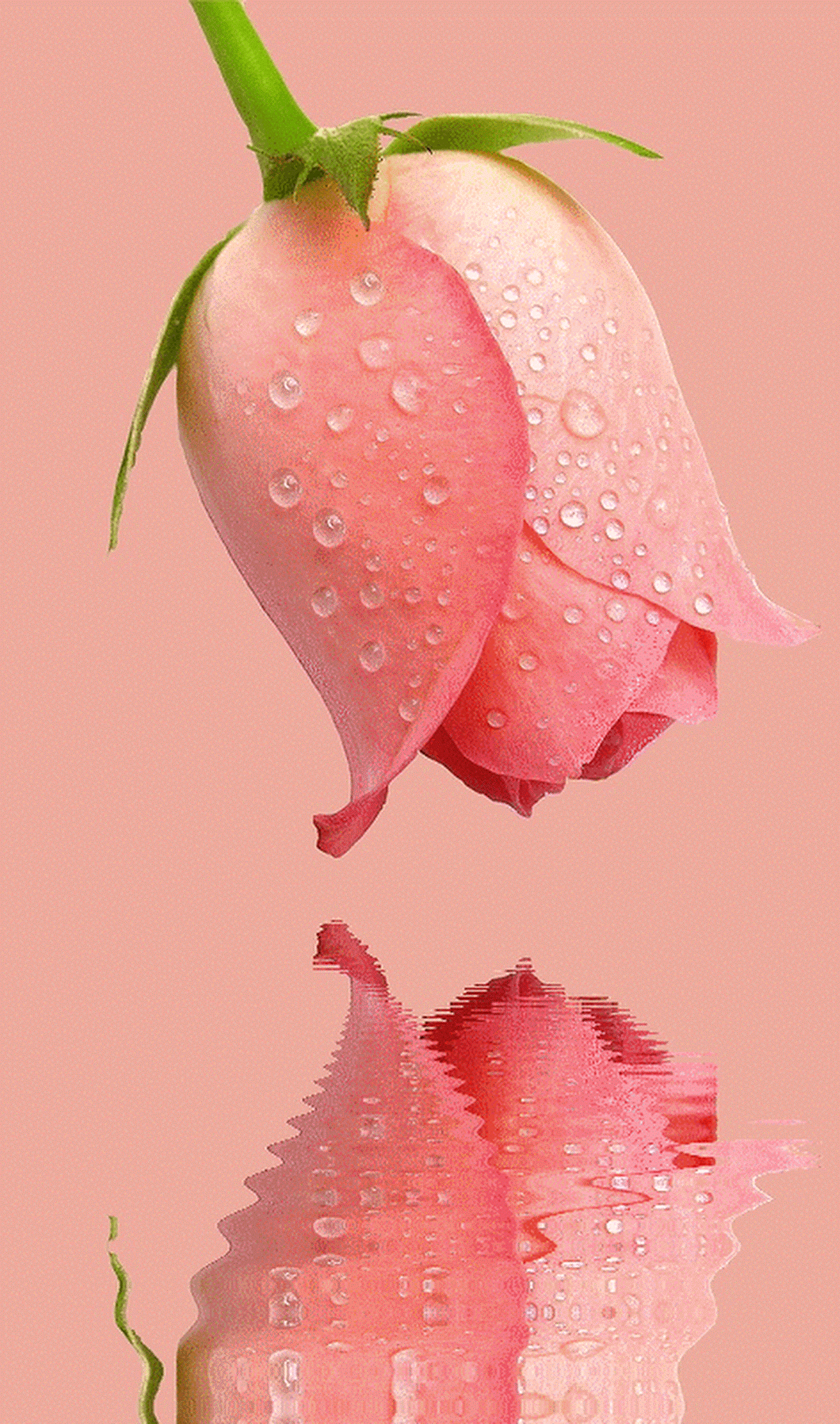 pin by rose huber on roses pinterest flowers beautiful flowers medium