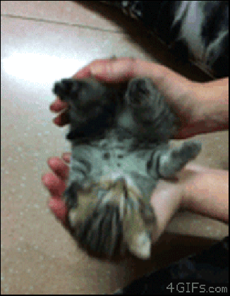 amazing luxury cute kitten gif myhomeimprovement medium
