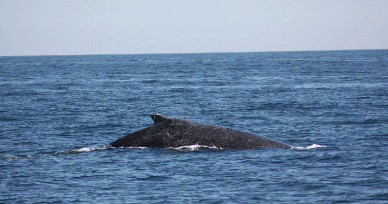 water whale sea world gif shared by fenririsar on gifer medium