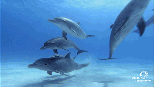seven dolphin species to celebrate on national dolphin day ocean medium
