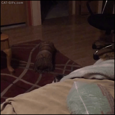 animated cat gif amazing pouncing cat jumping over bed like a wild medium