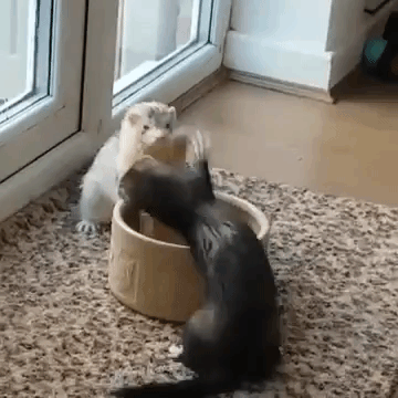 a pair of ferret siblings hilariously wrestle one another for sole medium