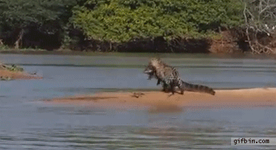 alligator and crocodile gifs google search gif s 2 pinterest medium