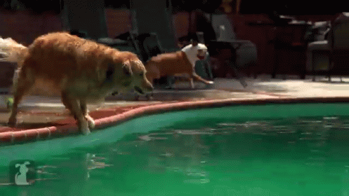 dog jumping in water gif dogs swimmingpool jump discover share medium