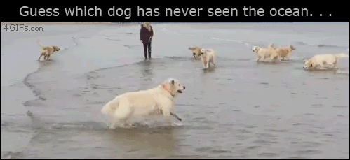 funny friday dog in the ocean funny jokes memes pinterest medium