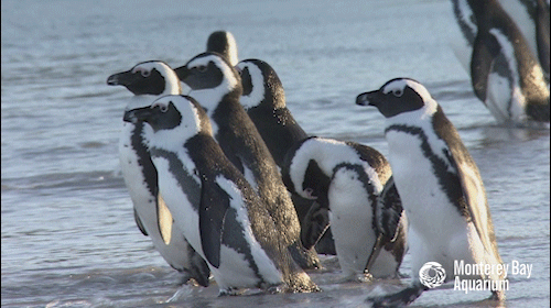 penguin club penguins gif on gifer by cordarius medium