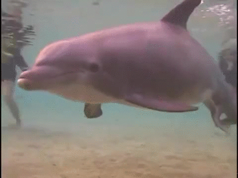 dolphin 24 k furns gif find on gifer medium