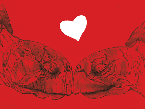 love turtles hearts valentines gif by westhoffenator find share medium