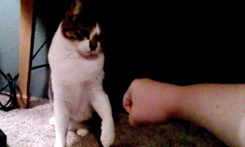 cat fist bump gif find share on giphy medium