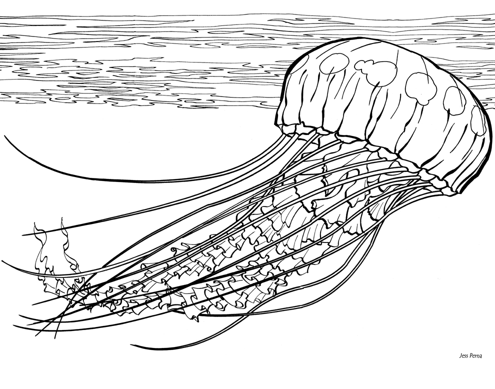 jellyfish coloring book illustration by jess perna jelly fish medium