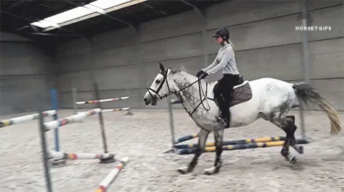 horse jump gifs tenor medium