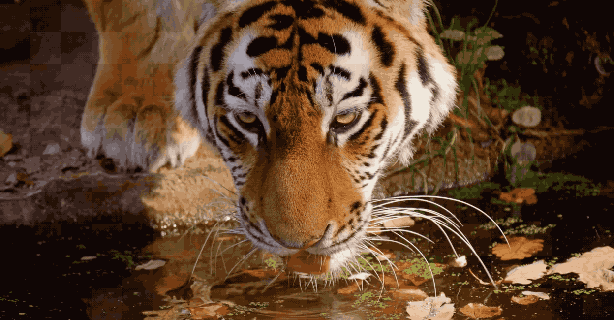 tigers gifs 100 animated pics of yawning sleeping and other tons cat drinking water gif
