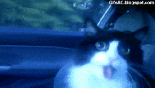https://cdn.lowgif.com/small/0155e187e95d3667-cat-car-ride-gif-find-share-on-giphy.gif
