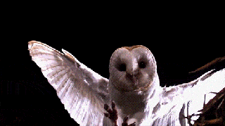 animated owls ducks and bird gifs images at best animations small