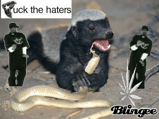 https://cdn.lowgif.com/small/02d2cd268551b460-honey-badger-haters-gif-find-share-on-giphy.gif