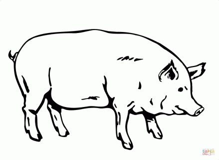 fat pig coloring page free printable coloring pages small