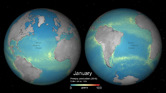 esa global monthly primary productivity earth wallpaper small