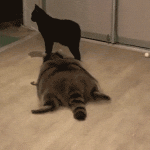sharing funny animal gifs part 281 10 gifs love i love funny small